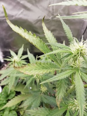 изображение_viber_2022-01-06_19-07-17-170.jpg изображение_viber_2022-01-06_19-07-17-170.jpg