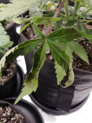 изображение_viber_2022-01-06_19-07-17-257.jpg изображение_viber_2022-01-06_19-07-17-257.jpg