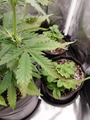 изображение_viber_2022-01-06_19-07-17-339.jpg изображение_viber_2022-01-06_19-07-17-339.jpg