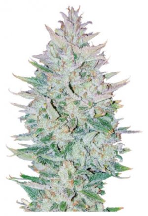 original auto og kush.jpg original auto og kush.jpg