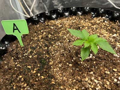 024C43AD-CBB3-4C70-BB6D-9CF09C8B6DDA.jpeg 024C43AD-CBB3-4C70-BB6D-9CF09C8B6DDA.jpeg