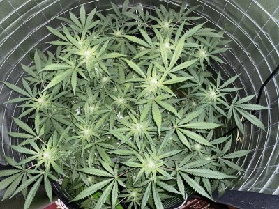 IMG_0965.JPG IMG_0965.JPG