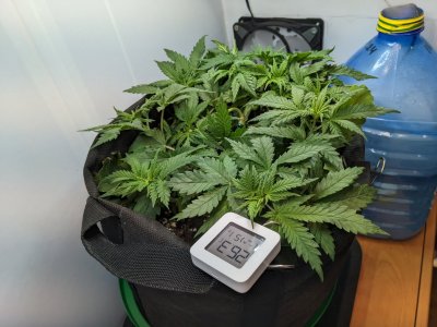 PXL_20230710_224457004.MP.jpg PXL_20230710_224457004.MP.jpg