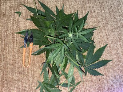 7A87854C-389B-45C0-B1DB-089A6B2BCE59.jpeg 7A87854C-389B-45C0-B1DB-089A6B2BCE59.jpeg