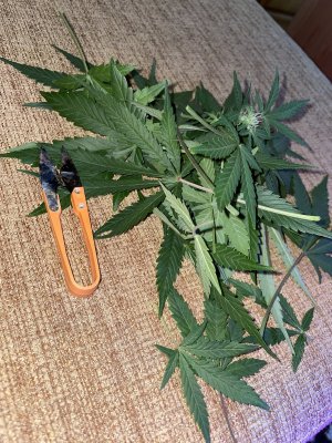 81BC82FA-7E7F-4AB2-B734-46CFF361B479.jpeg 81BC82FA-7E7F-4AB2-B734-46CFF361B479.jpeg