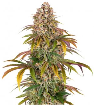 Lemon Tree.jpg Lemon Tree.jpg