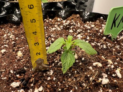 1D7A7C47-8513-4F8D-B852-D7133B79D90B.jpeg 1D7A7C47-8513-4F8D-B852-D7133B79D90B.jpeg