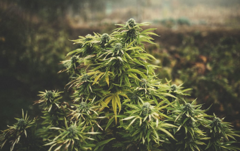 1689268943698.png 1689268943698.png