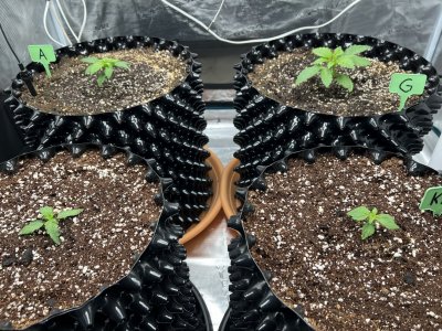 8FBCF879-25C2-497B-B487-8D7AB8E935EE.jpeg 8FBCF879-25C2-497B-B487-8D7AB8E935EE.jpeg