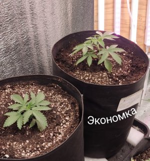 Picsart_23-07-16_19-08-17-284.jpg Picsart_23-07-16_19-08-17-284.jpg