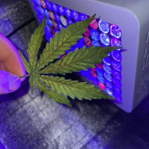 3A981063-76A4-4D7F-9651-EA3DAB1B73DE.jpeg 3A981063-76A4-4D7F-9651-EA3DAB1B73DE.jpeg