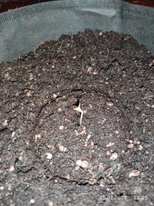 IMG_20230705_220546.jpg IMG_20230705_220546.jpg