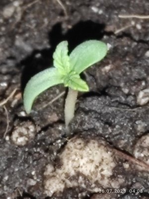 IMG_20230706_040816.jpg IMG_20230706_040816.jpg