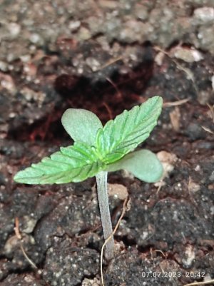 IMG_20230707_204203.jpg IMG_20230707_204203.jpg