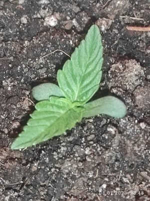 IMG_20230708_234822.jpg IMG_20230708_234822.jpg