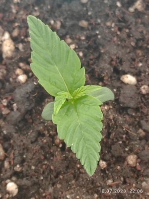 IMG_20230710_220644.jpg IMG_20230710_220644.jpg