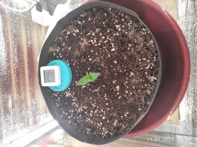 IMG_20230711_232655.jpg IMG_20230711_232655.jpg