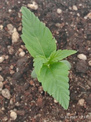 IMG_20230711_232734.jpg IMG_20230711_232734.jpg