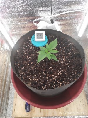 IMG_20230715_230710.jpg IMG_20230715_230710.jpg