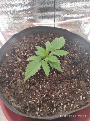 IMG_20230716_235107.jpg IMG_20230716_235107.jpg