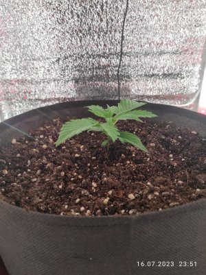 IMG_20230716_235119.jpg IMG_20230716_235119.jpg