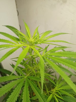 16895696714793522579031970045251.jpg 16895696714793522579031970045251.jpg