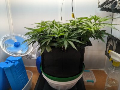 PXL_20230718_191650761.MP.jpg PXL_20230718_191650761.MP.jpg