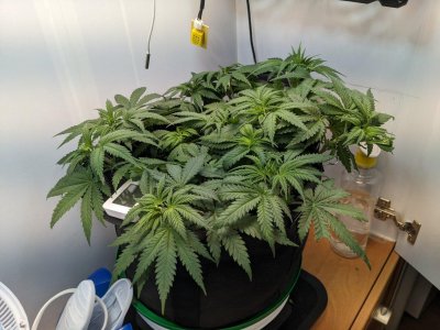 PXL_20230717_052449078.MP.jpg PXL_20230717_052449078.MP.jpg