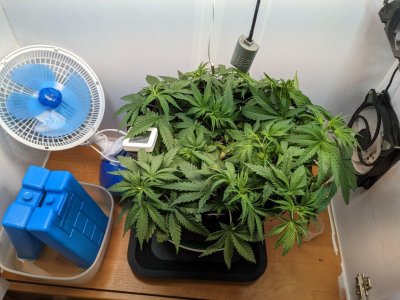 PXL_20230716_073017242.MP.jpg PXL_20230716_073017242.MP.jpg