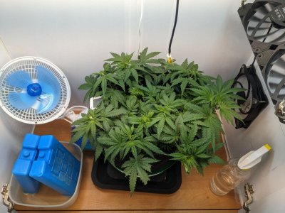 PXL_20230717_052430134.MP.jpg PXL_20230717_052430134.MP.jpg