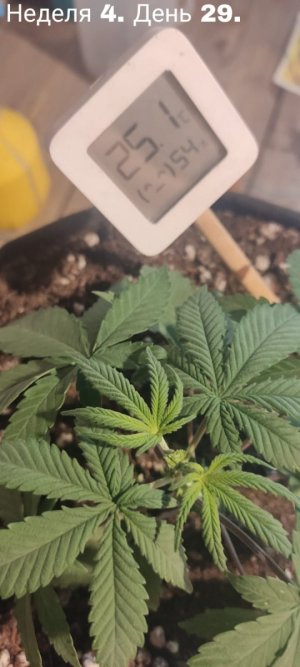 WhatsApp Image 2023-07-20 at 15.32.13.jpeg WhatsApp Image 2023-07-20 at 15.32.13.jpeg