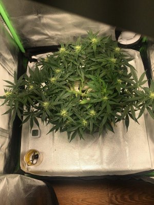 27780965-D9D2-4445-8196-87180C526F5E.jpeg 27780965-D9D2-4445-8196-87180C526F5E.jpeg