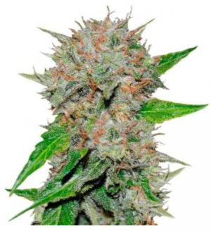 deep mandarine.jpg deep mandarine.jpg