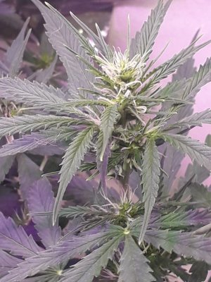 photo_2023-07-25_04-00-54.jpg photo_2023-07-25_04-00-54.jpg