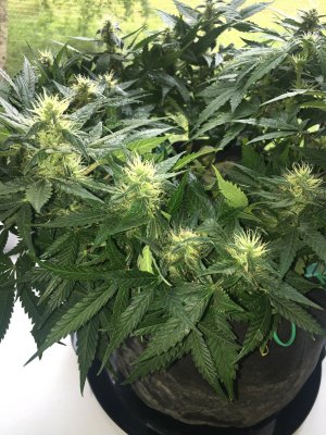 F46071E3-F32D-4F12-85E1-3B9BA9F4FB69.jpeg F46071E3-F32D-4F12-85E1-3B9BA9F4FB69.jpeg