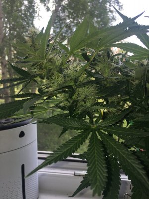 CABC253D-A5ED-4943-9429-F18CE48FA9D5.jpeg CABC253D-A5ED-4943-9429-F18CE48FA9D5.jpeg