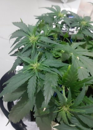 20230729_113817.jpg 20230729_113817.jpg