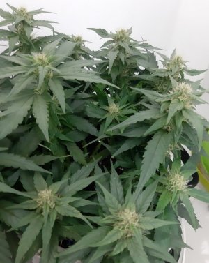 20230729_114554.jpg 20230729_114554.jpg