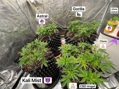 02670485-4585-4388-8073-B1B4338BF027.jpeg 02670485-4585-4388-8073-B1B4338BF027.jpeg