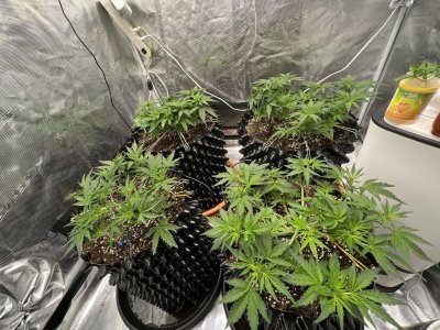 BF247337-5D86-4CD5-99C4-A1BD72A3B387.jpeg BF247337-5D86-4CD5-99C4-A1BD72A3B387.jpeg