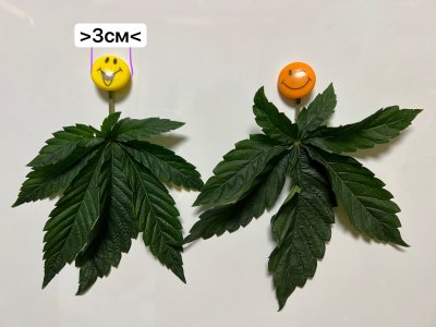 F3BCCD96-5427-470C-9FE1-8CFB243D88DE.jpeg F3BCCD96-5427-470C-9FE1-8CFB243D88DE.jpeg