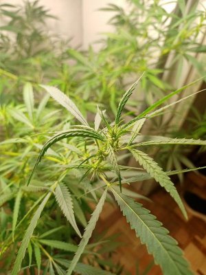 IMG20230731215853.jpg IMG20230731215853.jpg