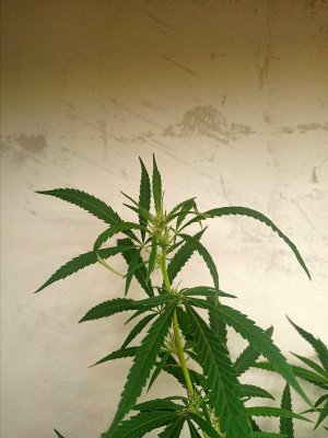 IMG20230731215901.jpg IMG20230731215901.jpg