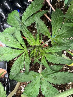 FC23366F-D2E3-4C8E-9557-8168BC6612AE.jpeg FC23366F-D2E3-4C8E-9557-8168BC6612AE.jpeg