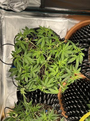 0603FB4A-3304-4F1B-9BED-9CAD095F8A61.jpeg 0603FB4A-3304-4F1B-9BED-9CAD095F8A61.jpeg