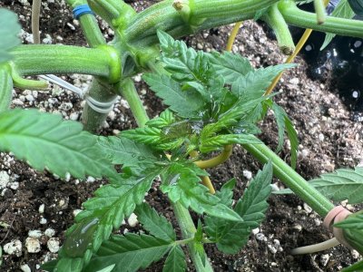 A4EB9BFE-0FCD-4D30-8F2C-72B5B9F58429.jpeg A4EB9BFE-0FCD-4D30-8F2C-72B5B9F58429.jpeg