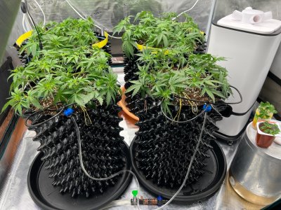 12A4A503-1E73-40FB-872F-2A74765CE038.jpeg 12A4A503-1E73-40FB-872F-2A74765CE038.jpeg