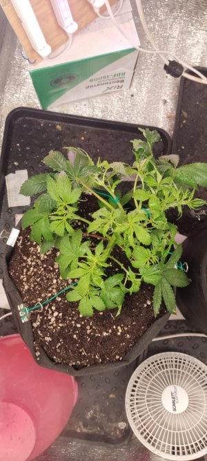 IMG_20230802_223058.jpg IMG_20230802_223058.jpg