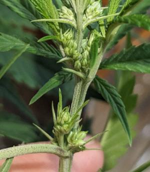 1691060135471.png 1691060135471.png