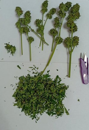 Screenshot_2023-08-04-14-26-40-756_com.yandex.searchapp-edit.jpg Screenshot_2023-08-04-14-26-40-756_com.yandex.searchapp-edit.jpg